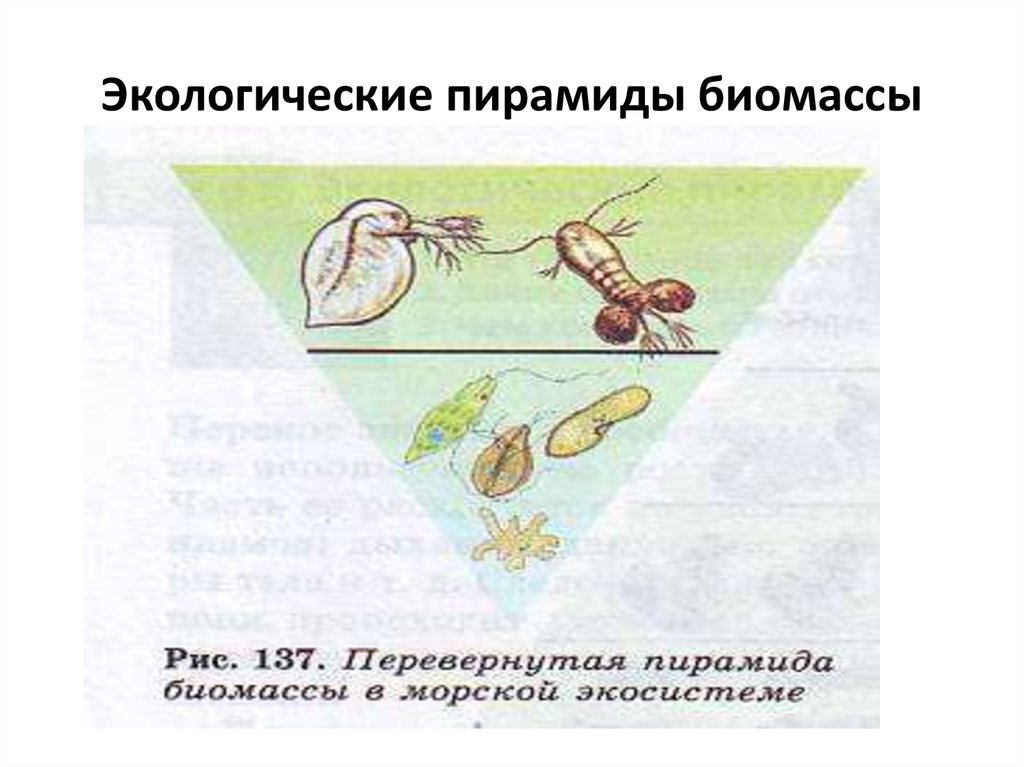 Экологическая пирамида перевернутая примеры