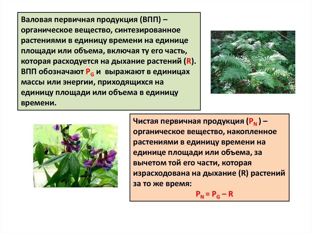 Валовая первичная