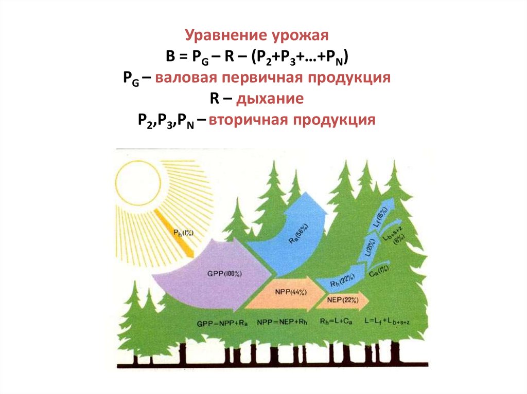 Первичная биология. Чистая первичная продукция экосистемы. Валовая первичная продукция экосистемы. Первичная и вторичная продукция экосистем. Продуктивность экосистем первичная и вторичная.