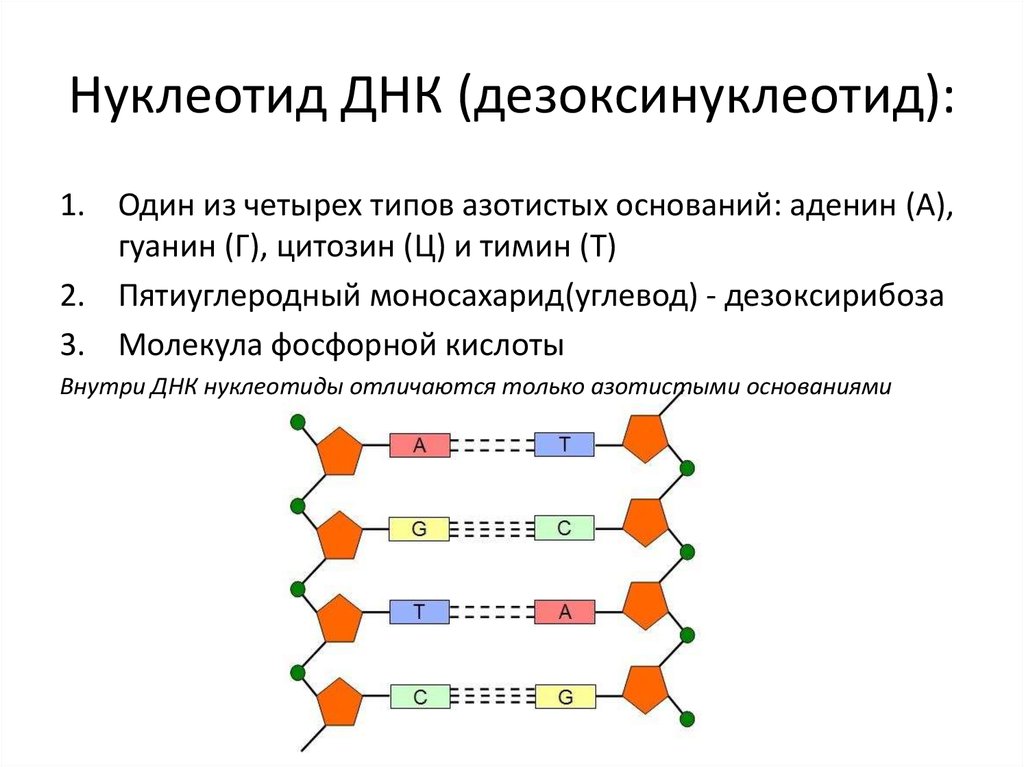 Определение последовательности нуклеотидов днк метод