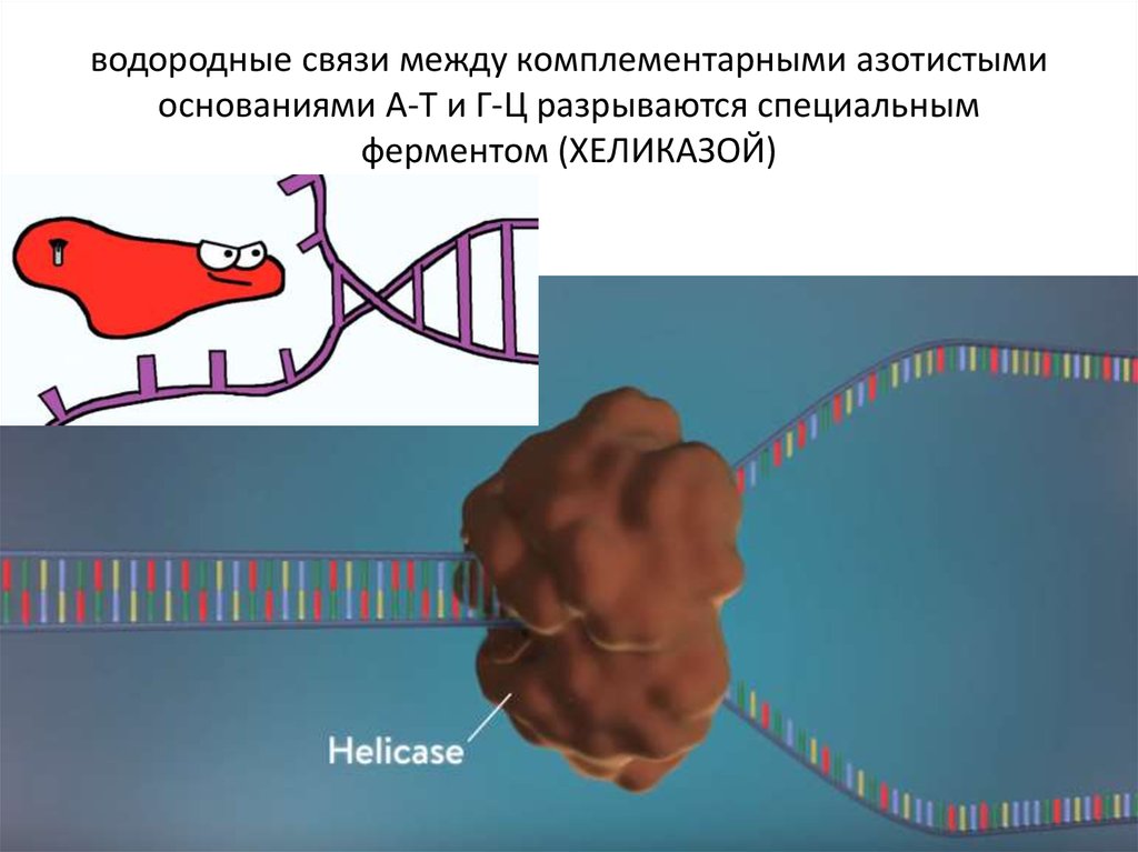 Фермент хеликаза. Ферменты расщепляющие водородные связи хеликаза. Хеликаза вырабатываетэтап элонгации. Хеликаза сигнала за. Фермент хеликаза разрывает между двумя цепями.