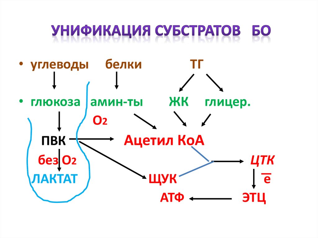 Схема катаболизма основных пищевых веществ