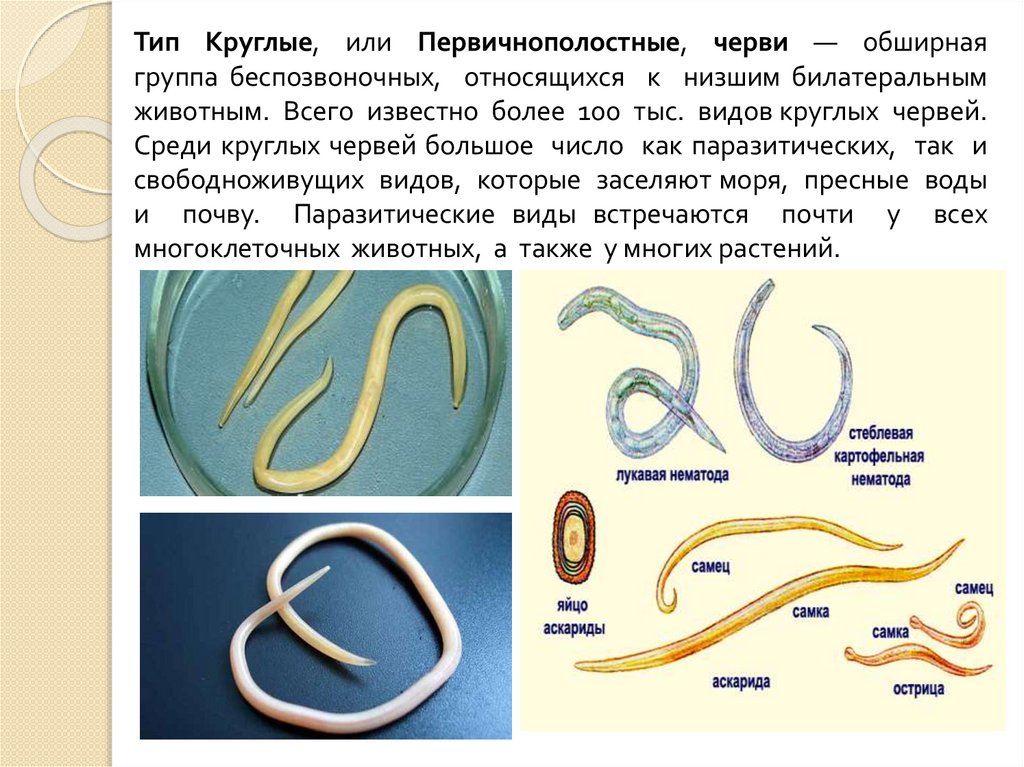 Podcarstvo Mnogokletochnye Metazoa Tip Kruglye Ili Pervichnopolostnye Chervi Nemathelminthes Klass Nematody Nematoda Prezentaciya Onlajn