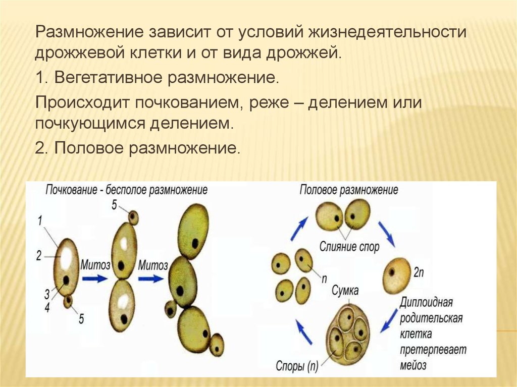 Рассмотрите рисунок на котором изображен один из процессов жизнедеятельности дрожжей