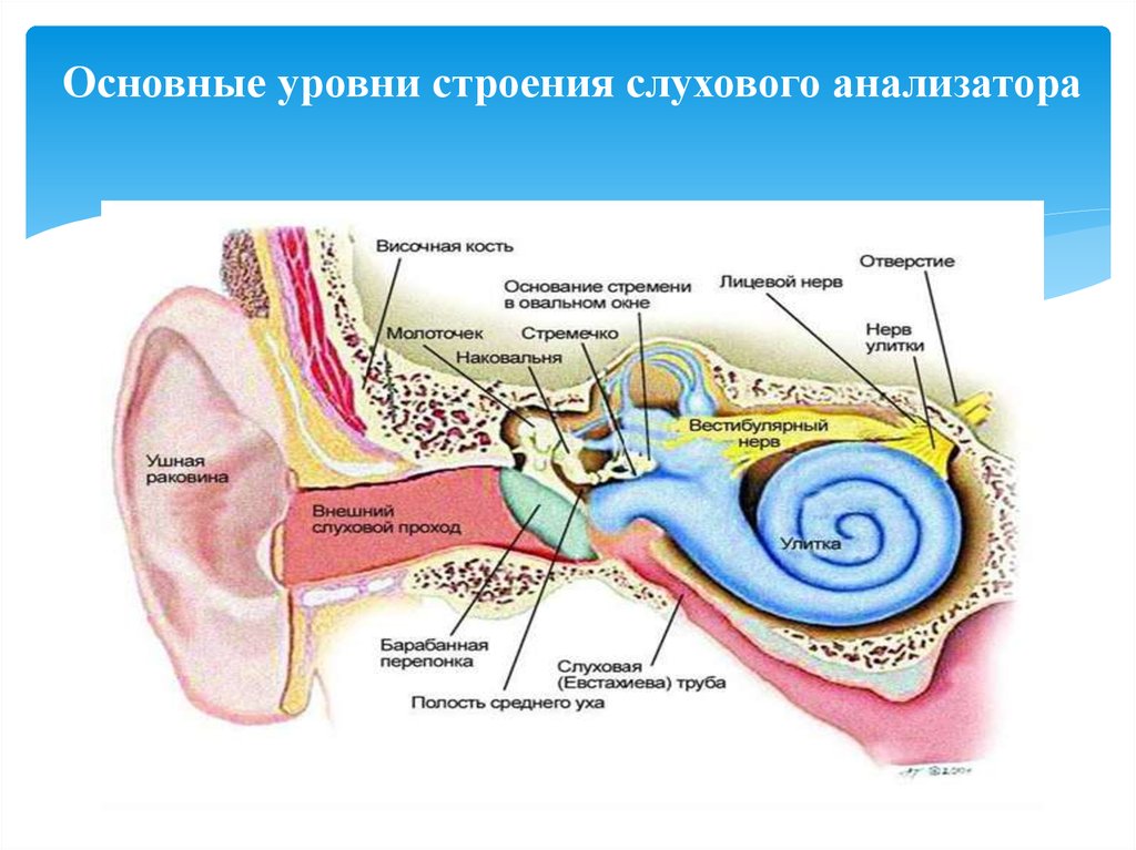 Функции отделов слухового анализатора