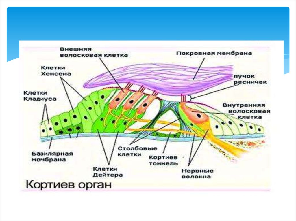 Рассмотрите на рисунке строение улитки и кортиева органа подпишите обозначения и функции структур