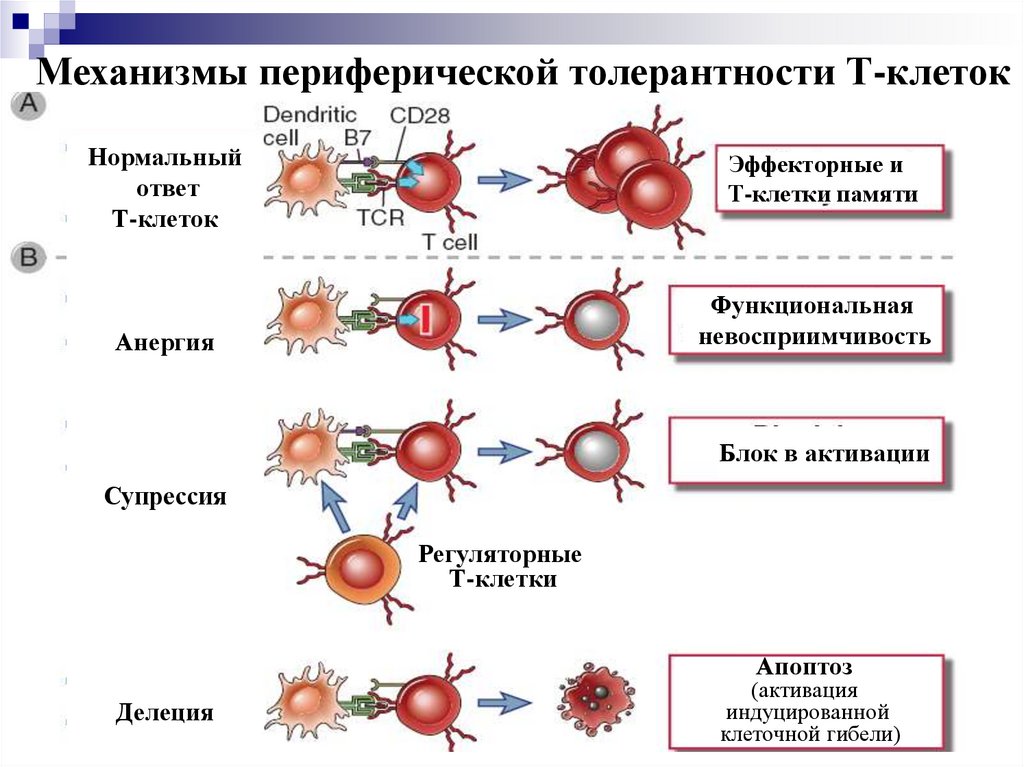 Иммунологическая толерантность презентация