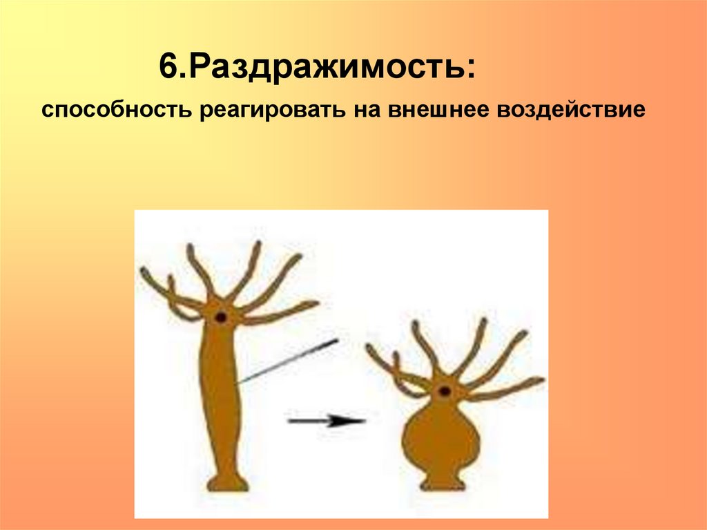 Урок раздражимость и поведение животных 8 класс. Раздражимость. Раздражаемость. Раздражимость это в психологии. Раздражимость это в биологии.