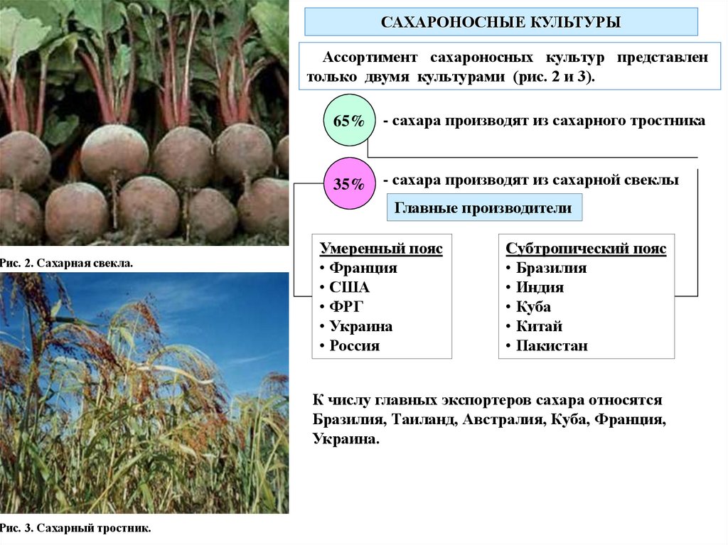 Сахарные культуры презентация