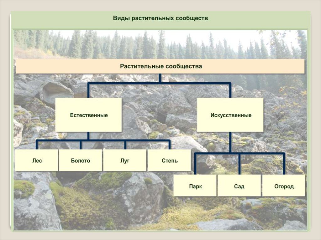 Схема природного сообщества 6 класс