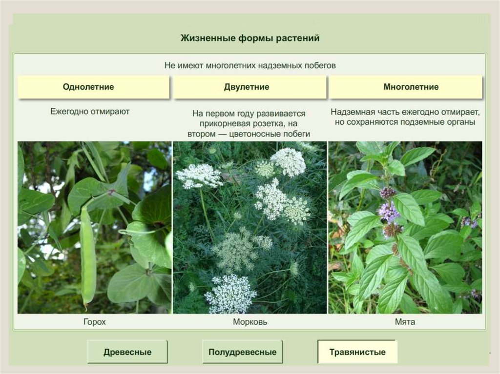 Жизненная форма травы. Жизненные формы цветковых растений. Жизненные формы цветковы растений.. Жизненные формы покрытосеменных растений.