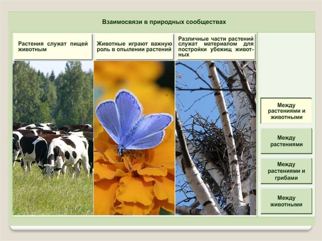 Характеристика природных сообществ 5 класс. Взаимосвязь растений и животных. Взаимосвязь растений. Взаимоотношения растений в сообществе. Растительные сообщества.