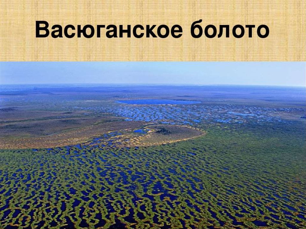 Самое большое болото новосибирской области. Западно Сибирская равнина Васюганское болото. Васюганские болота, Сибирь. Глубина Васюганских болот. Васюганское болото заповедник.