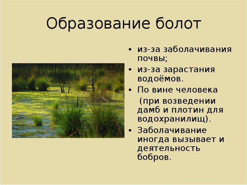 В какой природной зоне почвы сильно заболочены. Как образуется болото. Появление болота. Презентация на тему болота. Образование болот.