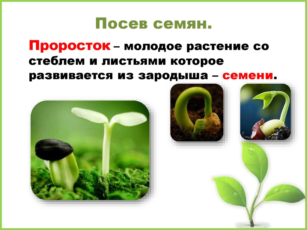 Прорастание семян - презентация онлайн
