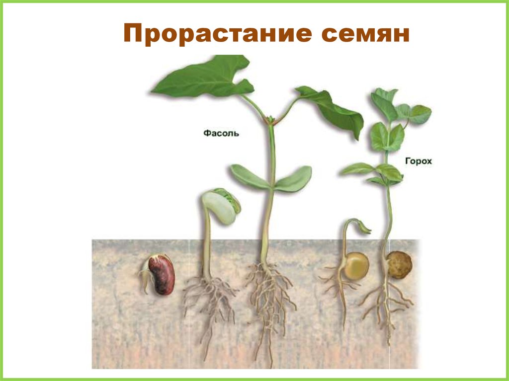 Главный корень у семени. Семена фасоли прорастание семян. Схема прорастания семян гороха. Семена фасоли прорастание. Семядоли у ростка фасоли.