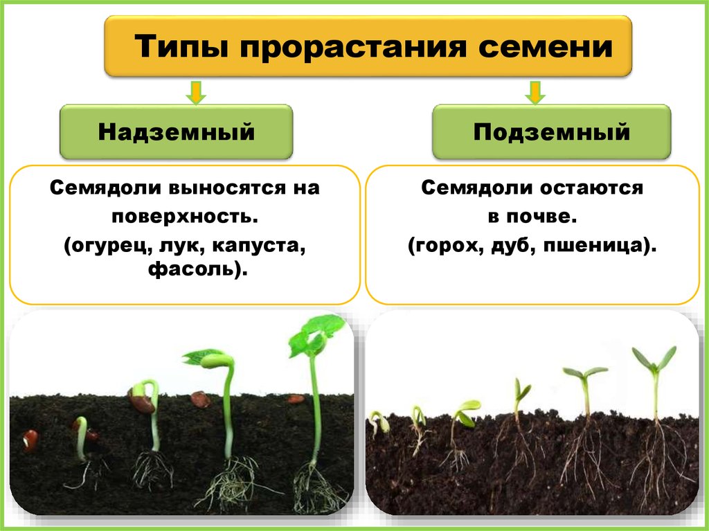 Презентация прорастание семян