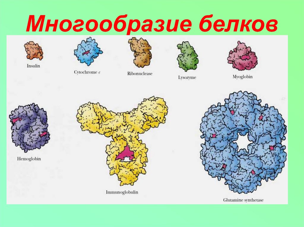 Многообразие белков