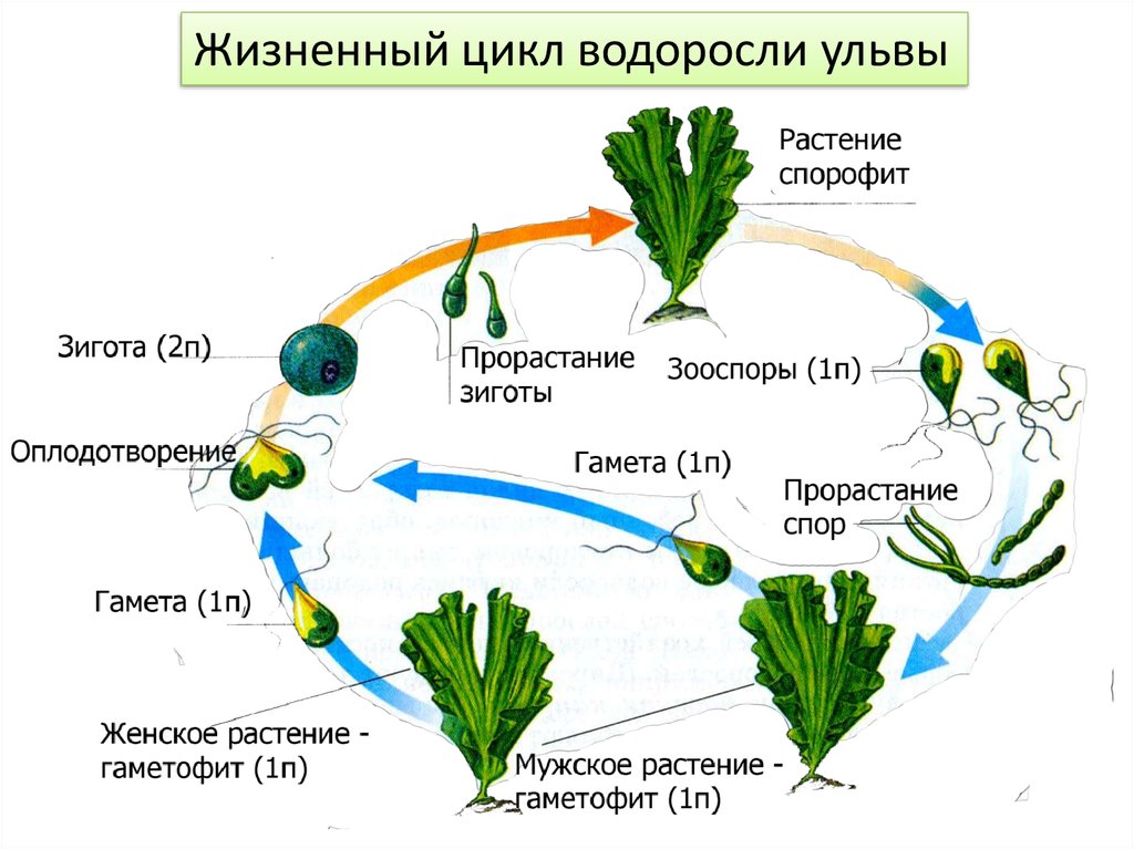 Гаметофит и спорофит хламидомонады. Жизненный цикл многоклеточных водорослей схема. Циклы споровых водорослей. Жизненный цикл зеленых водорослей схема ЕГЭ. Жизненный цикл зеленых водорослей схема.