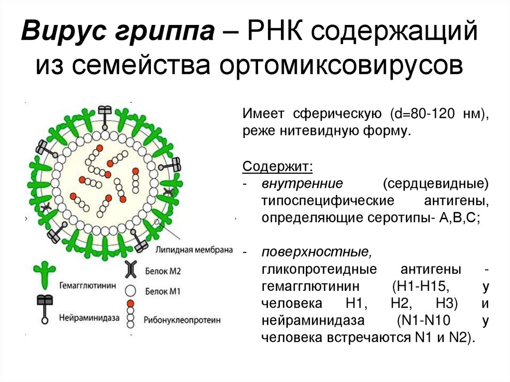 Вирусная нуклеиновая кислота. Строение вириона вируса гриппа. РНК содержащие вирусы коронавирус. РНК-содержащий вирус сем. Orthomyxoviridae. Вирус гриппа строение РНК.