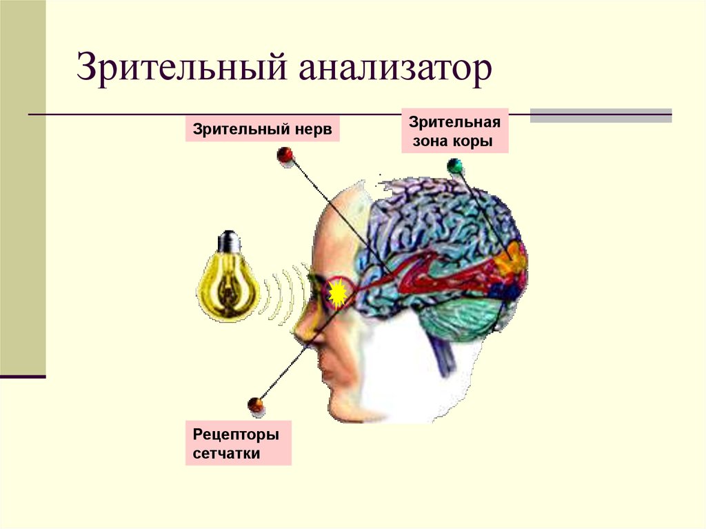 Механизм работы зрительного анализатора гигиена зрения