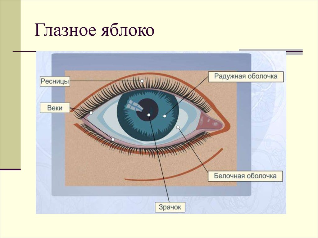 Глаза являются органом человека