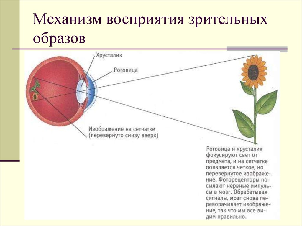 Изображение на сетчатке получается