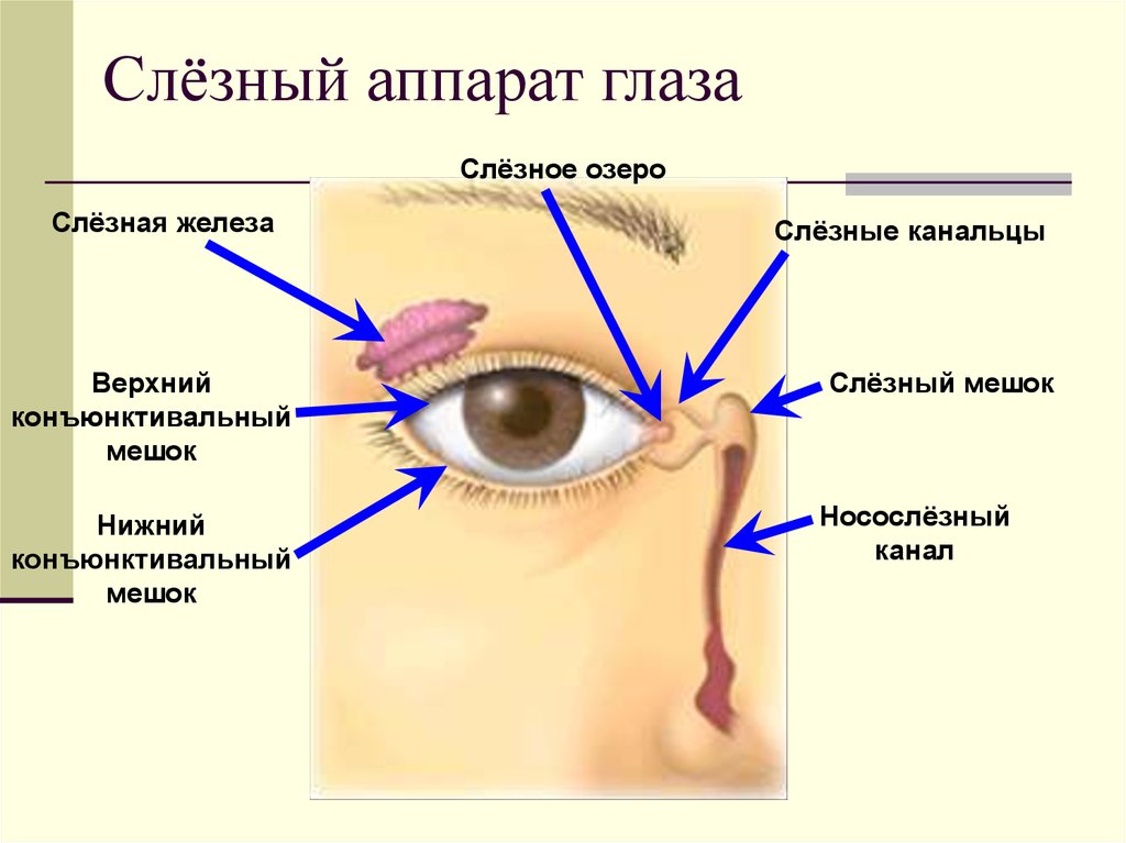 К какой системе относится слезная железа. Схема слезного аппарата глаза строение. Строение глаза мешок глаза конъюнктивальный. Строение слезной железы анатомия. Строение глаза слезный мешок , железа.