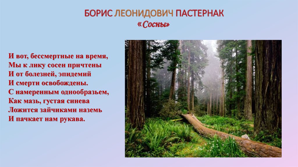 Анализ стихотворения пастернака снег идет. Стихотворение сосны Пастернак. Стихотворение сосны Пастернак анализ. Пастернак сосны текст.