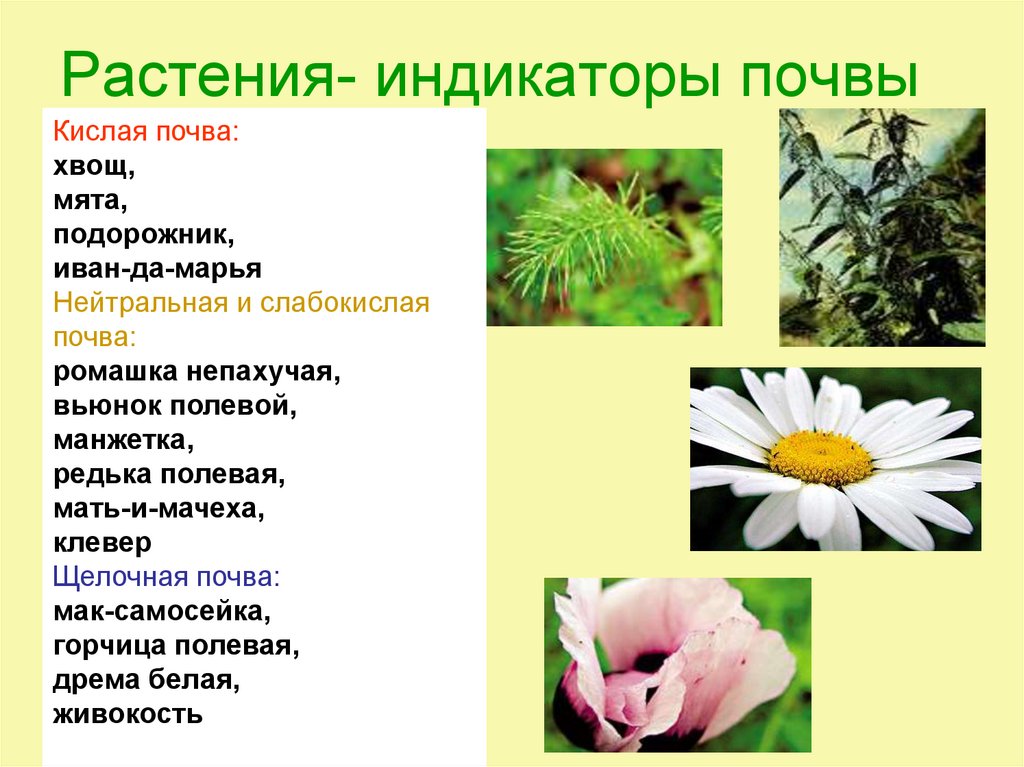 Признаки цветочных растений