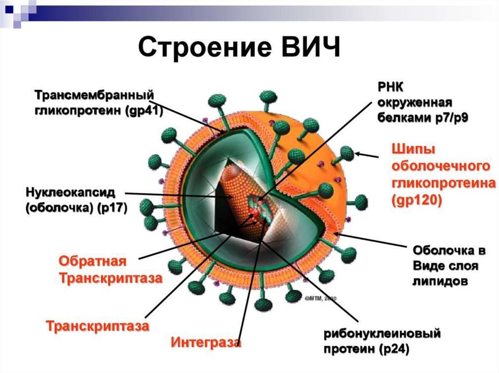 Зарисуйте схему строения вируса иммунодефицита человека и схему патогенеза заболевания