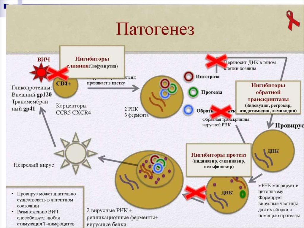 Схема строения вируса иммунодефицита человека и схему патогенеза заболевания