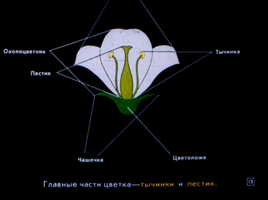 Строение цветка лилии схема