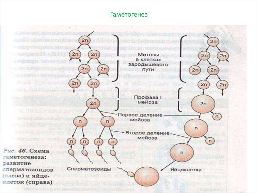 Изучение гаметогенеза