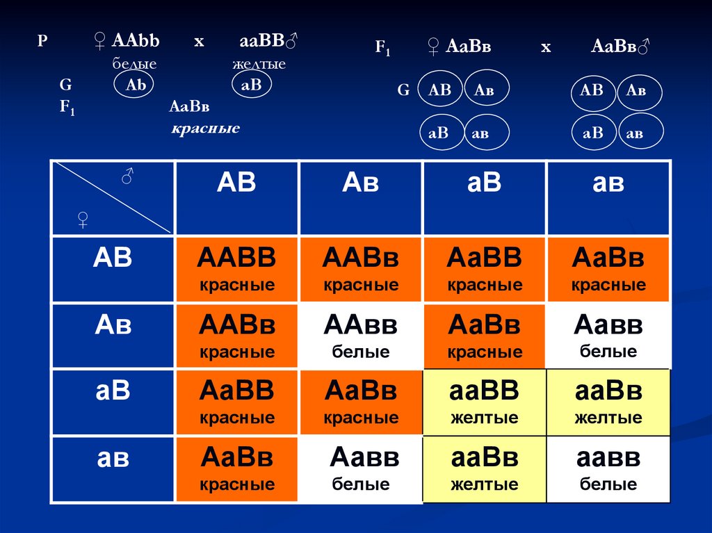 Сколько типов гамет образуется с генотипом aabb. Генетика ЕГЭ AABB AABB. Генетика ААВВ И ААВВ. Аабб аабб. AABB AABB скрещивание генотип.
