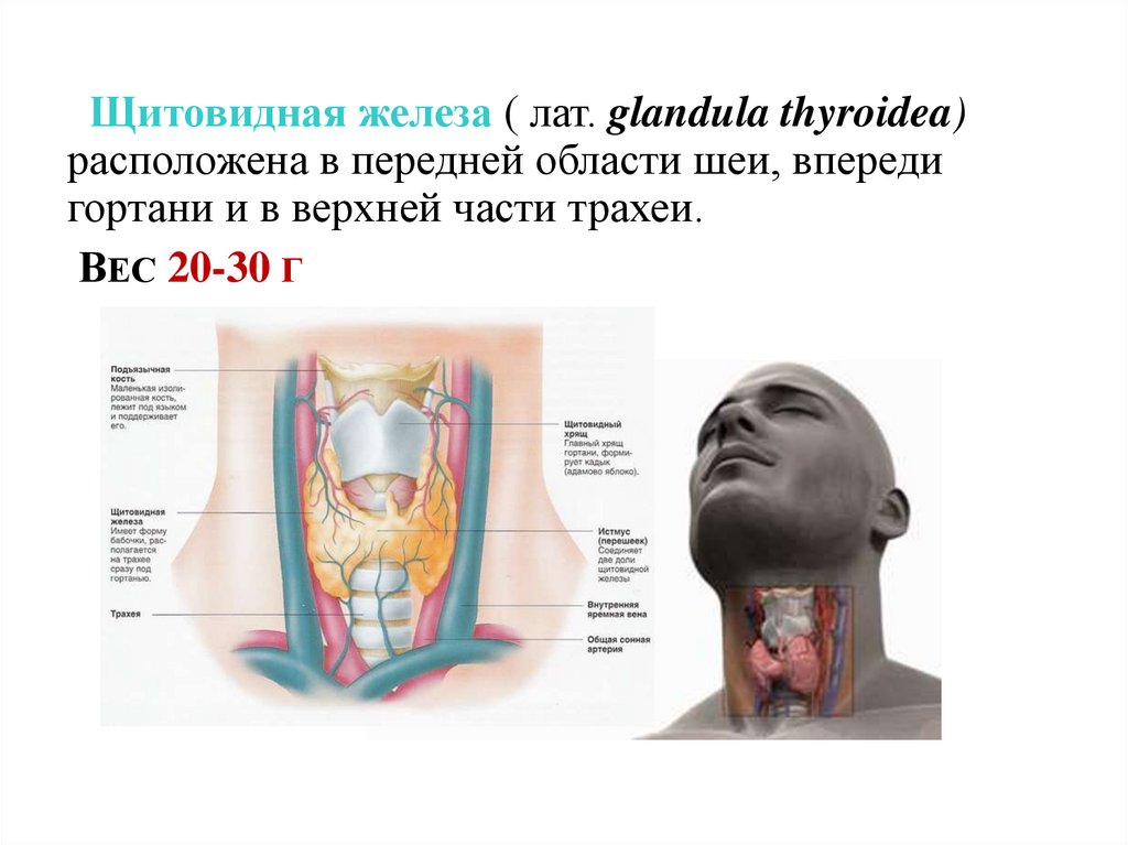 Гортань и щитовидная железа. Щитовидная железа презентация анатомия. Топография щитовидной железы.