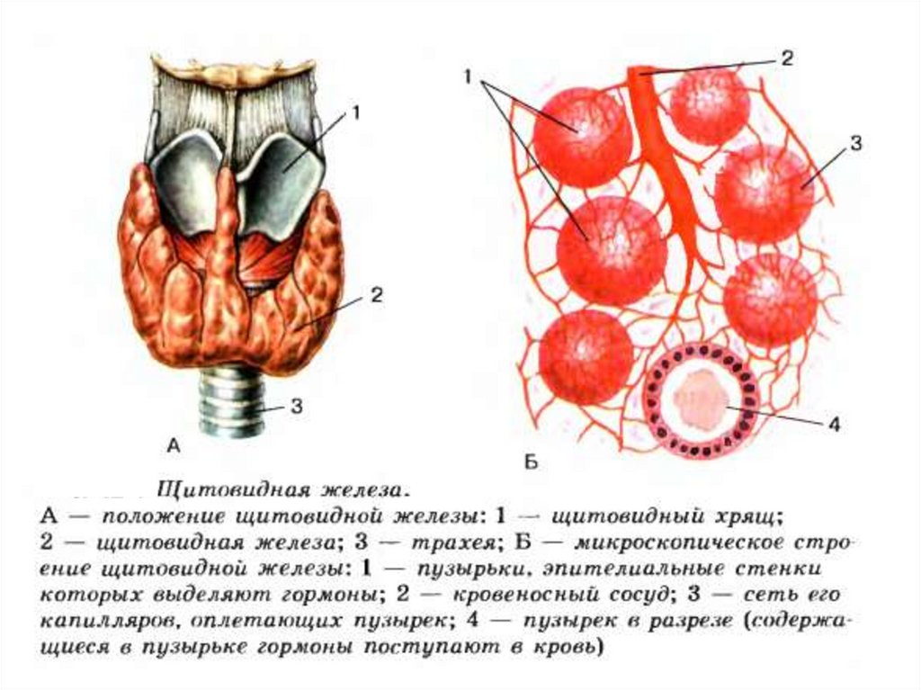 Железы анатомия. Анатомическое расположение щитовидной железы. Щитовидная железа анатомия человека. Кровеносные сосуды щитовидной железы. Пирамидная долька щитовидной железы.