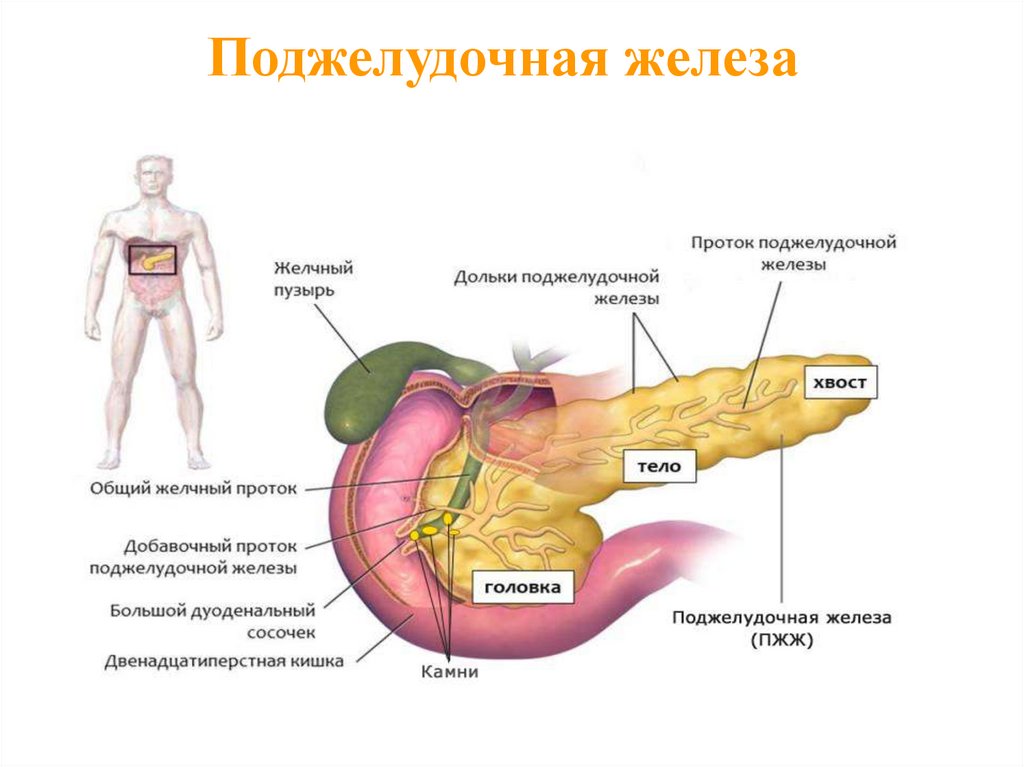 Кальций И Поджелудочная Железа