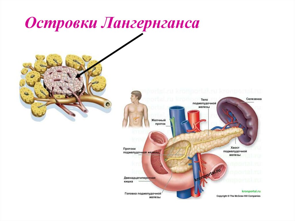 Избыток гормона поджелудочной железы. Гормоны поджелудочной железы фармакология. Вип гормон поджелудочной железы. Эндокринная система памятка. Поджелудочная железа картинки для презентации.