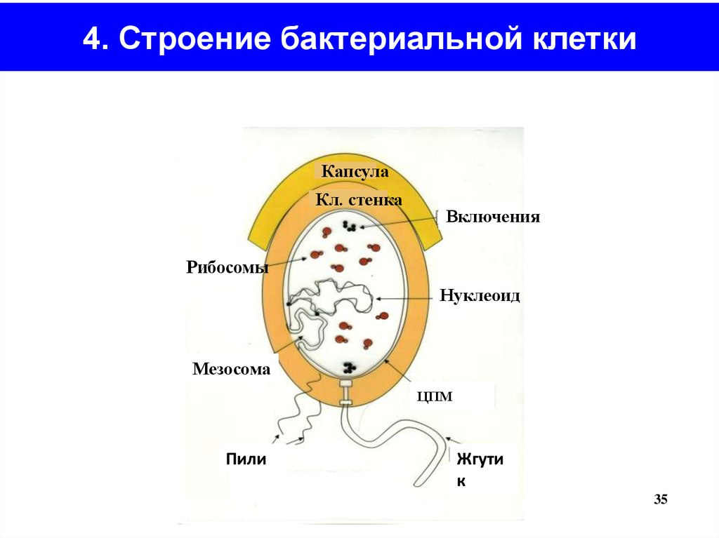 Клетка бактерий рибосомы. Мезосомы бактерий. Строение бактерии мезосома. Мезосомы бактериальной клетки. Строение бактериальной рибосомы.