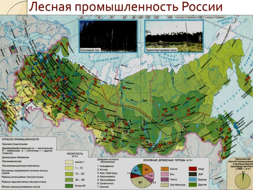 Карта лесных ресурсов россии