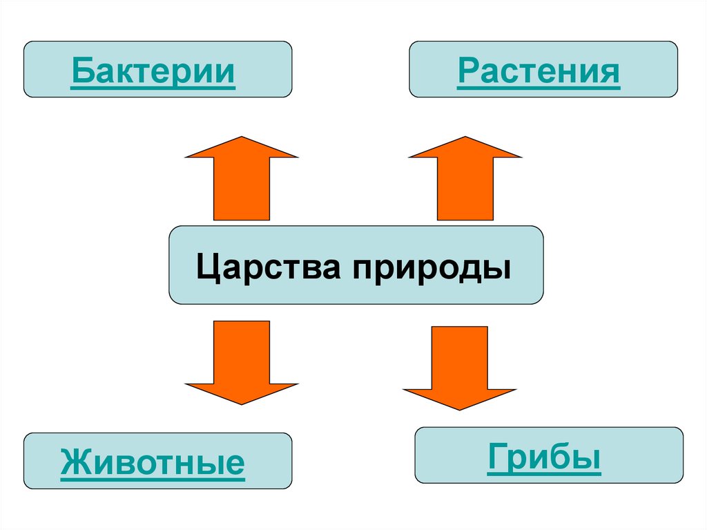 Формы живой природы