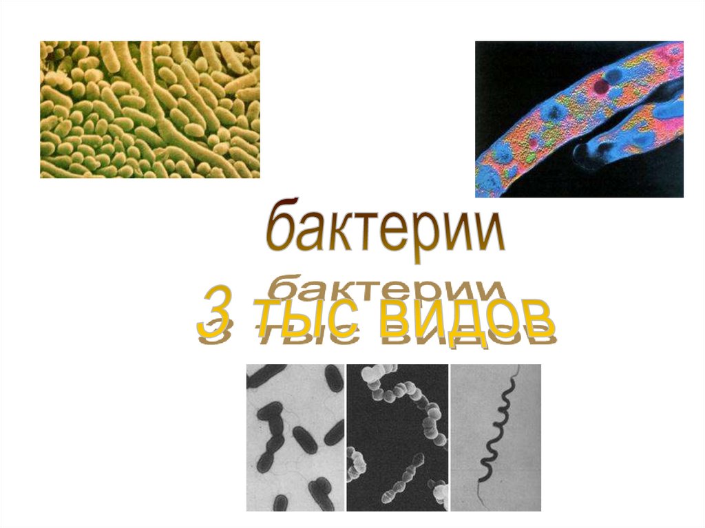 О многообразии форм. Мрлочно кислые бактерит шароховидной формы. Нитрофицируешщте бактерит.