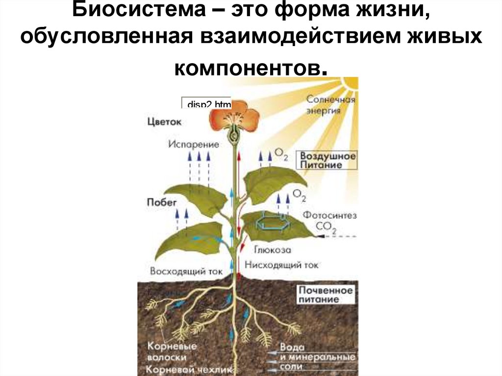 Растительный организм примеры. Биологические системы примеры. Биосистема. Биосистема организм. Взаимосвязь органов растения.