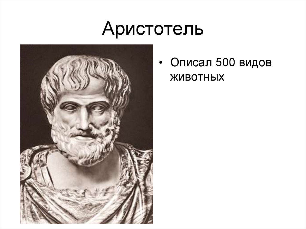 Аристотель кратко. Аристотель. Аристотель годы жизни. Аристотель анатомия. Аристотель 500 видов животных.