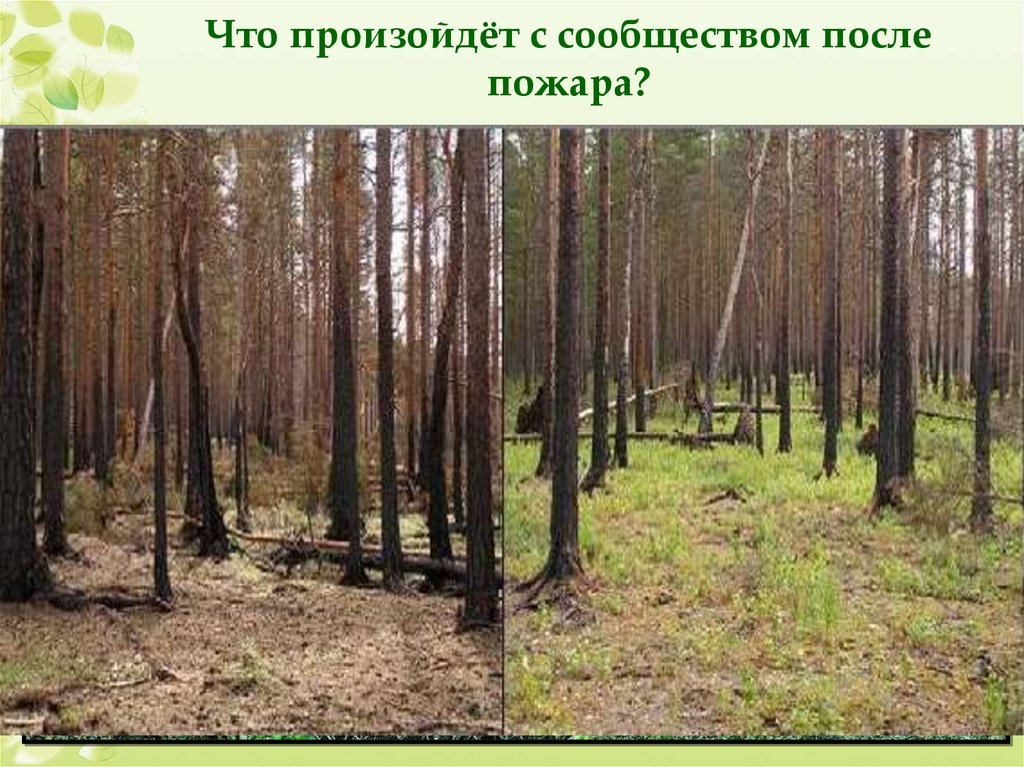 Вторичная сукцессия после пожара. Лес после пожара экологическая сукцессия. Восстановление леса после пожара. Сосновый лес после пожара. Восстановление лесов после пожаров.