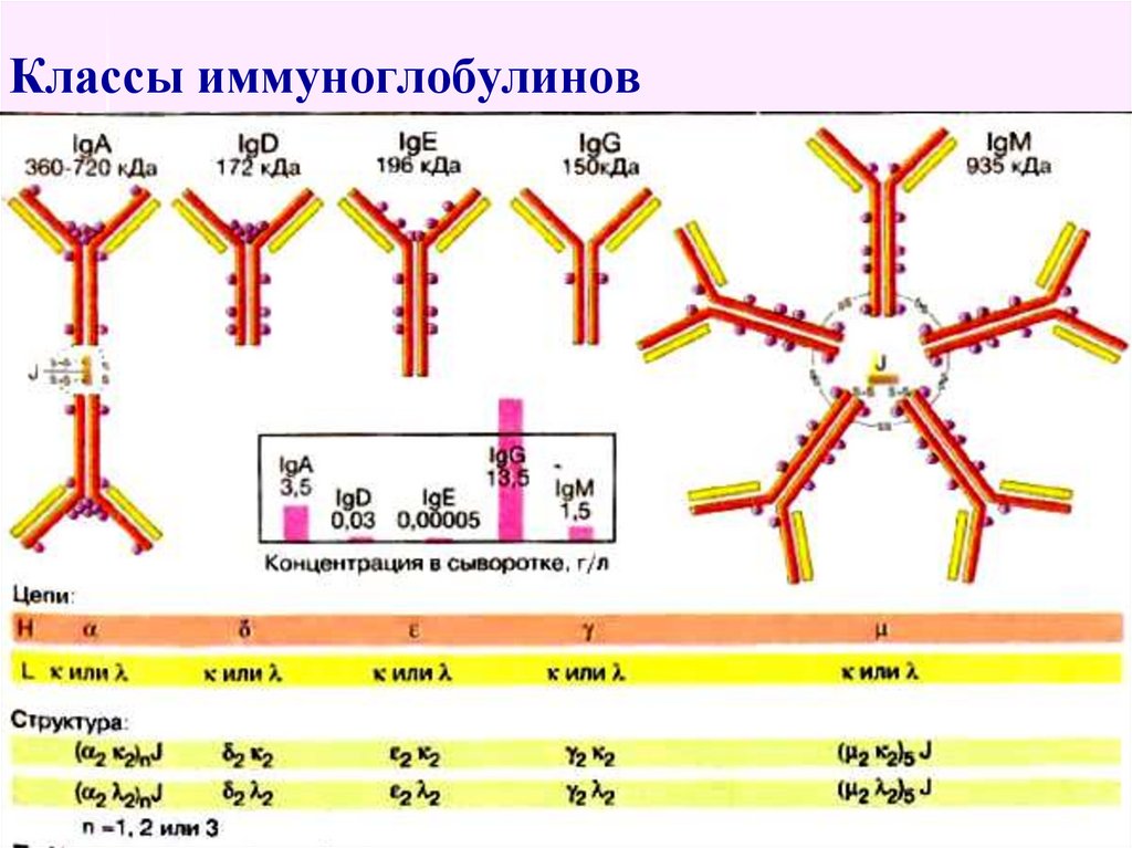 Острый иммуноглобулин. Классы иммуноглобулинов и антител таблица. Иммуноглобулин IGE схема строение. Функции фракции иммуноглобулинов:. Иммуноглобулины классы иммуноглобулинов.