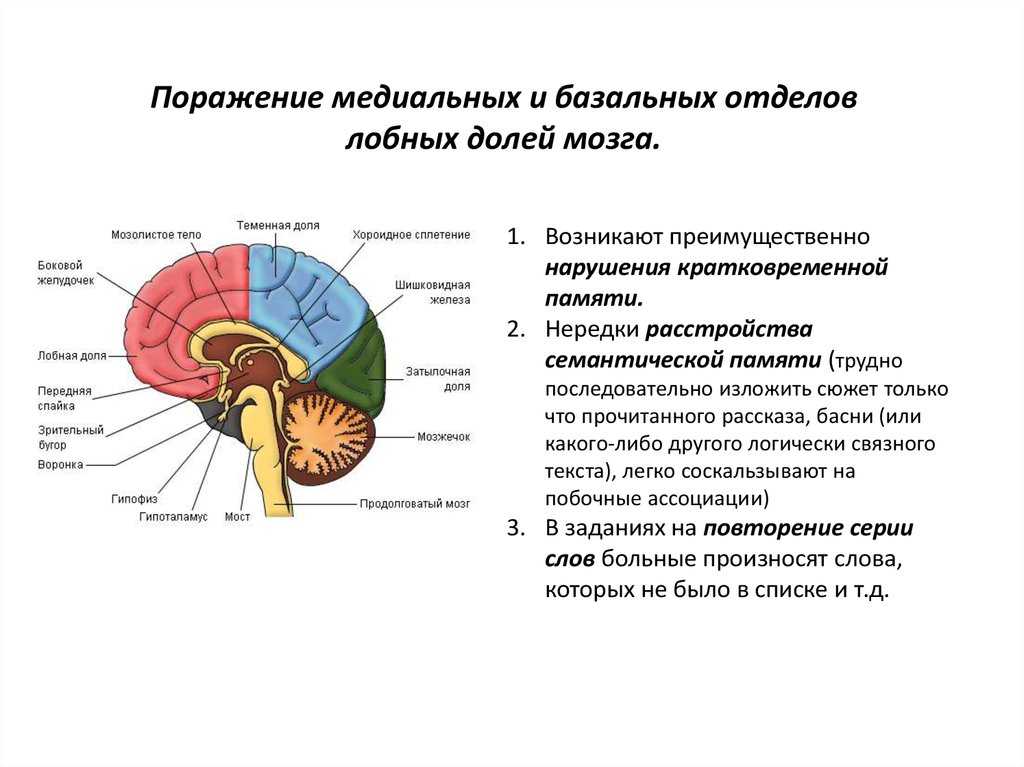 Как работает кратковременная память мозга