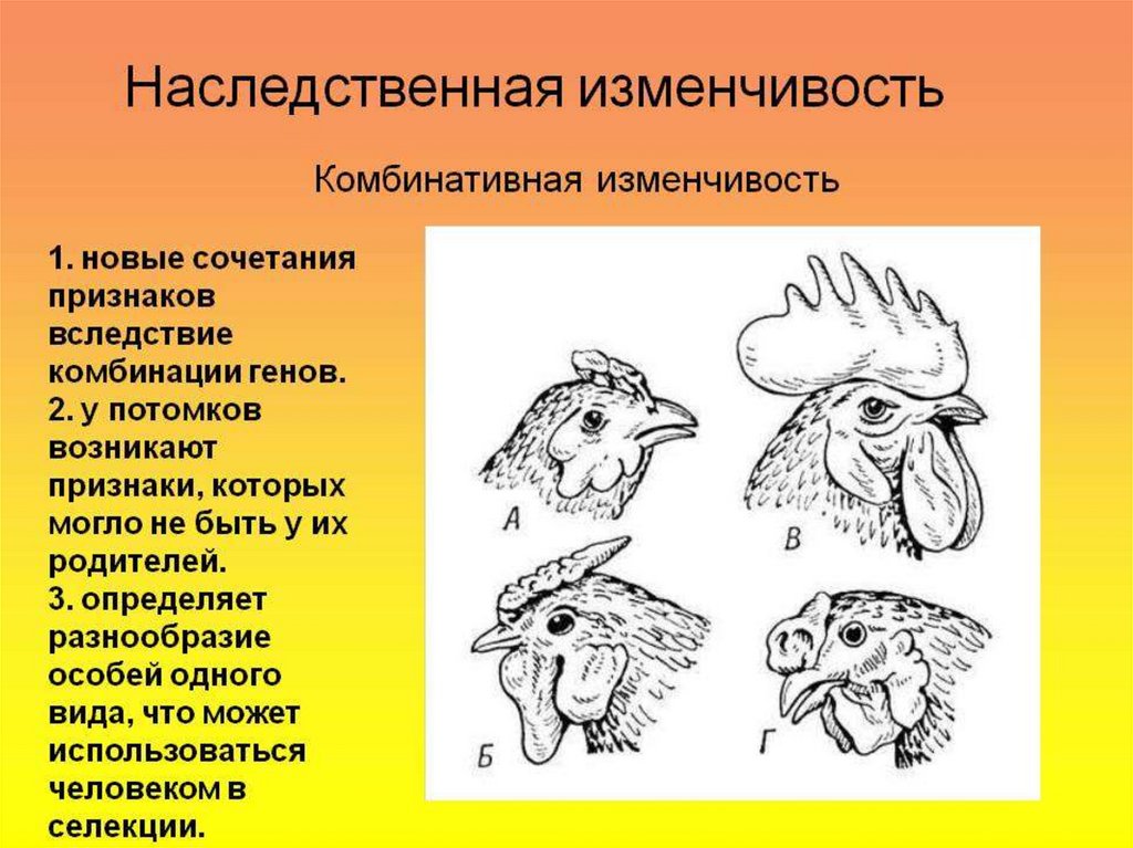 Наследственная изменчивость примеры. Комбинативная наследственная изменчивость. Комбинативная изменчивость это наследственная изменчивость. Наследственность примеры.