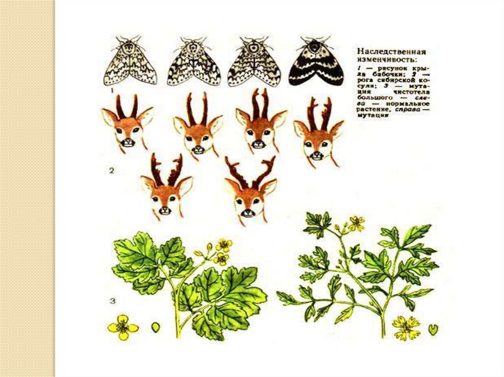 Презентация по биологии изменчивость - 95 фото